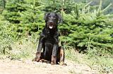 BEAUCERON - PUPPIES 105